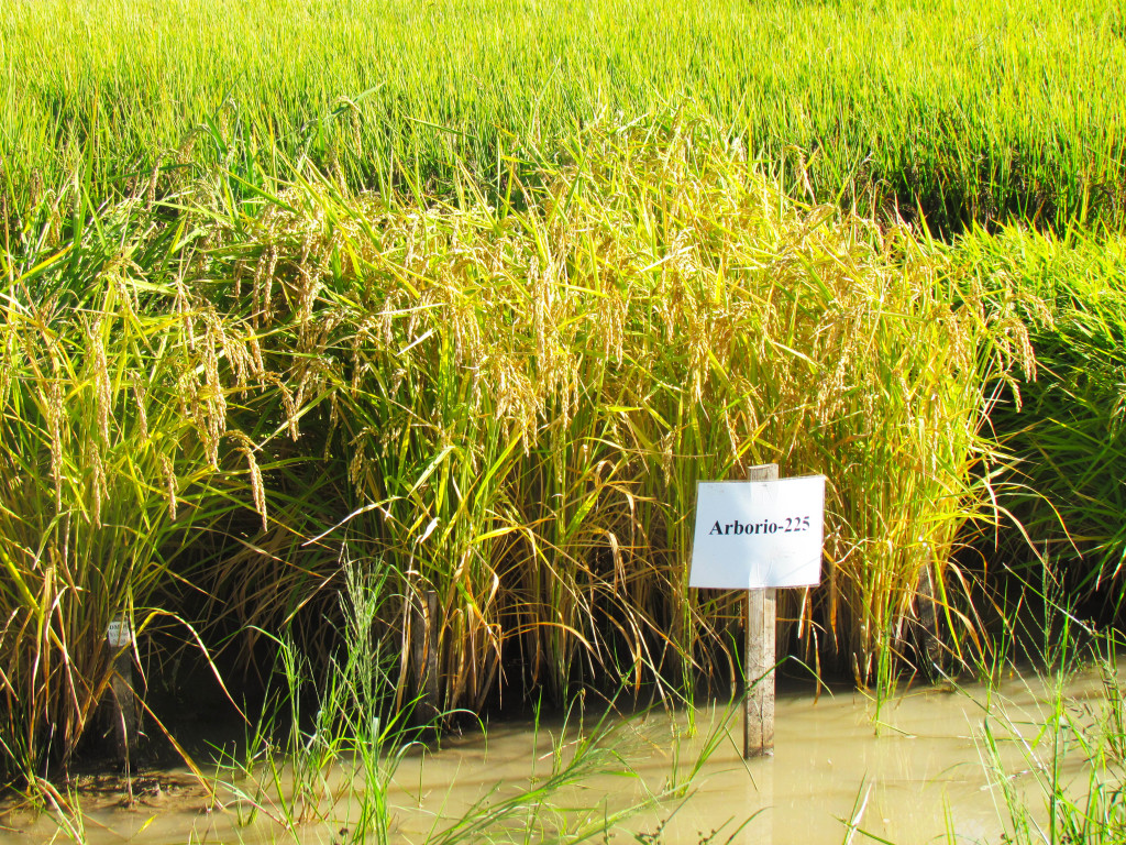 Lundberg Arborio rice