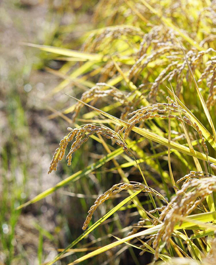 Lundberg Farms rice crop