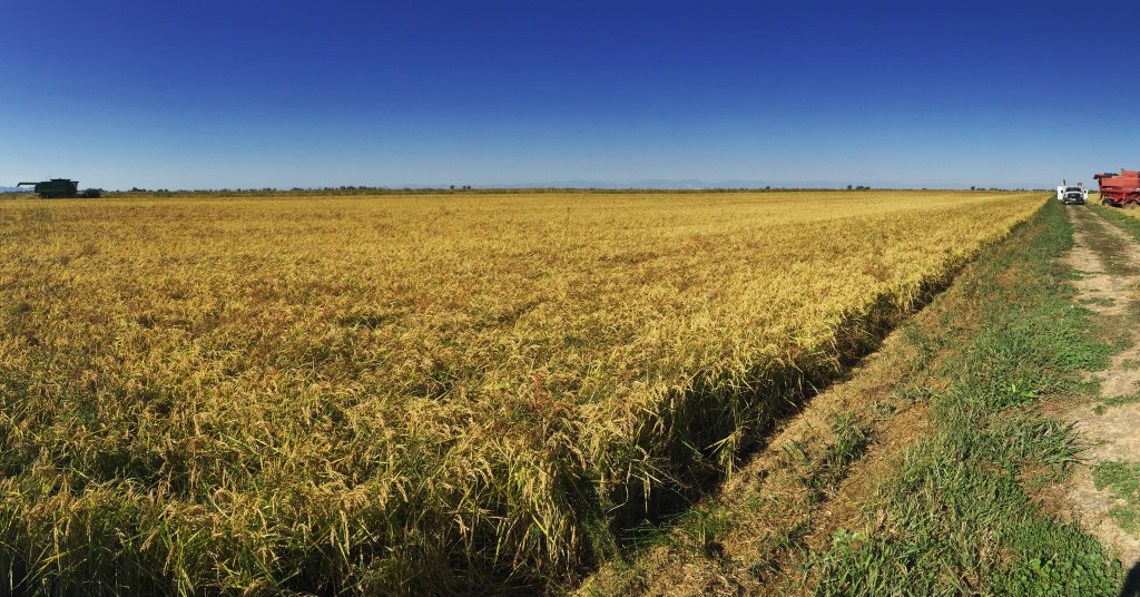 Lundberg Farms sushi rice field