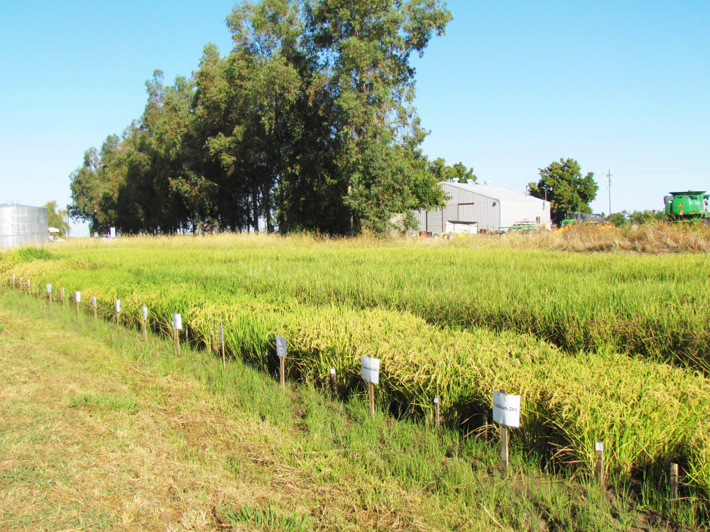 Lundberg's rice variations