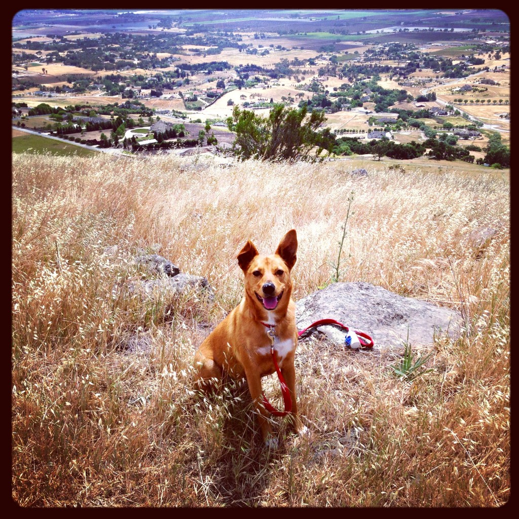 Harley hiking Morgan Hill