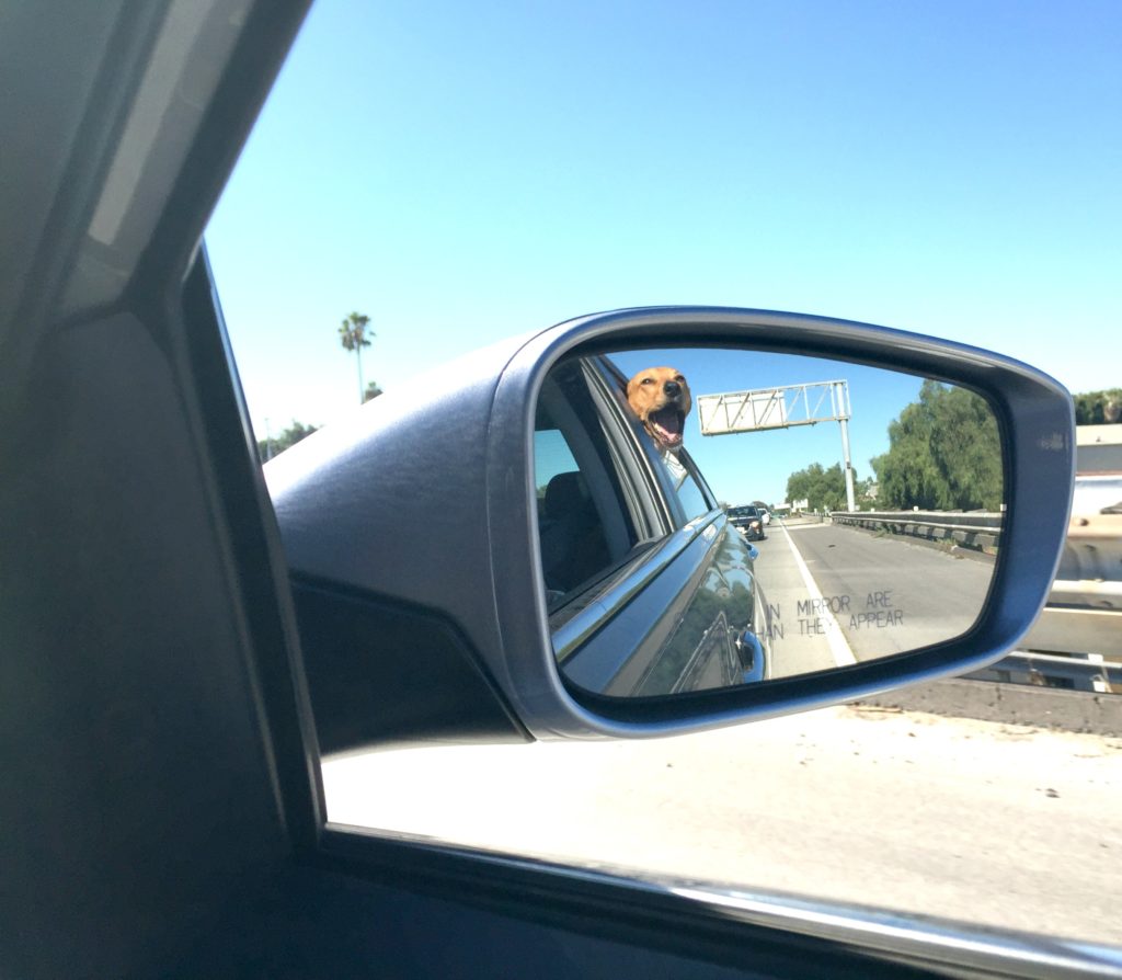 Harley in the car