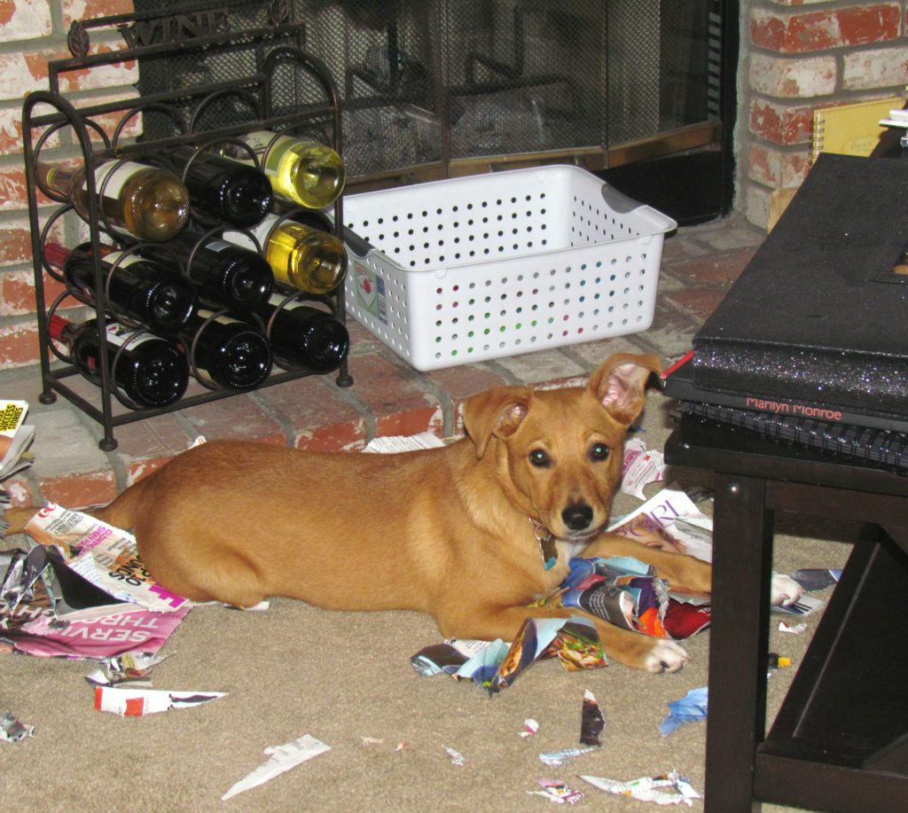 Harley ripping up magazines