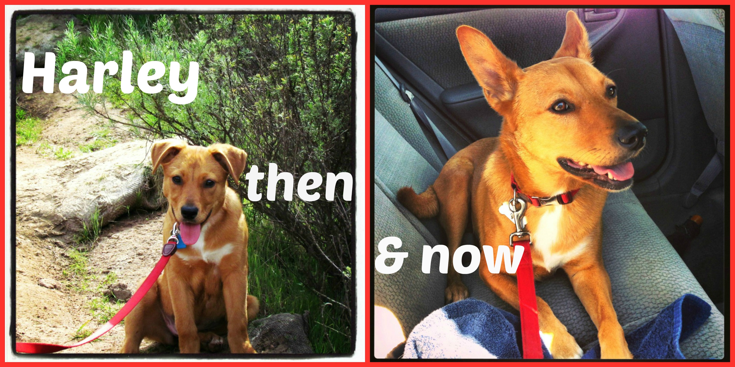 Harley then and now collage