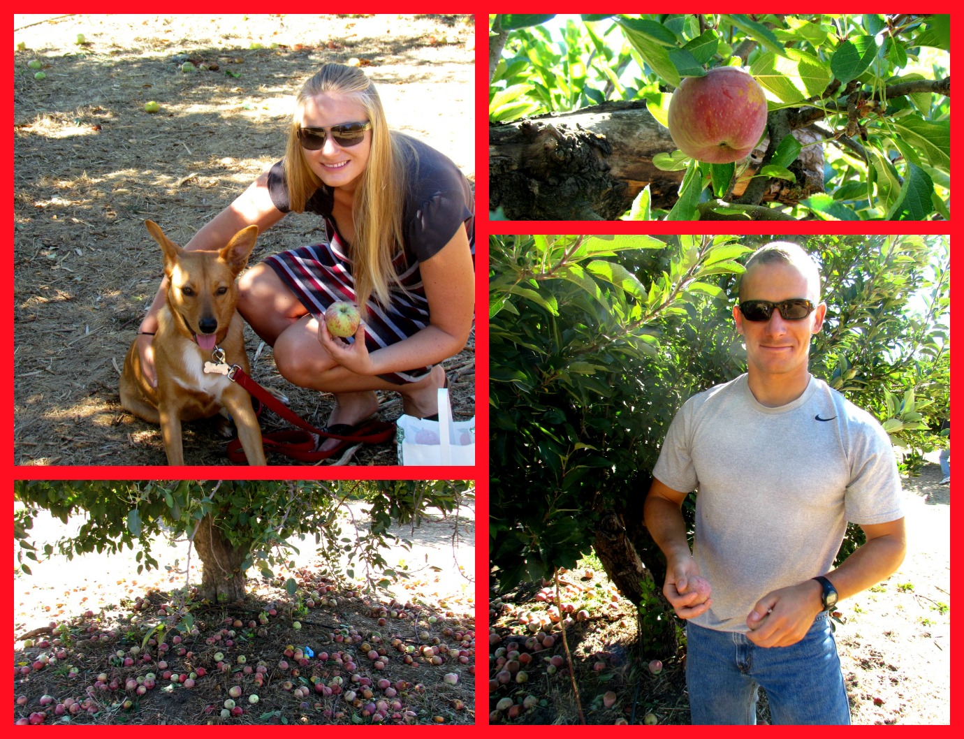 Scenes from apple picking in 2012
