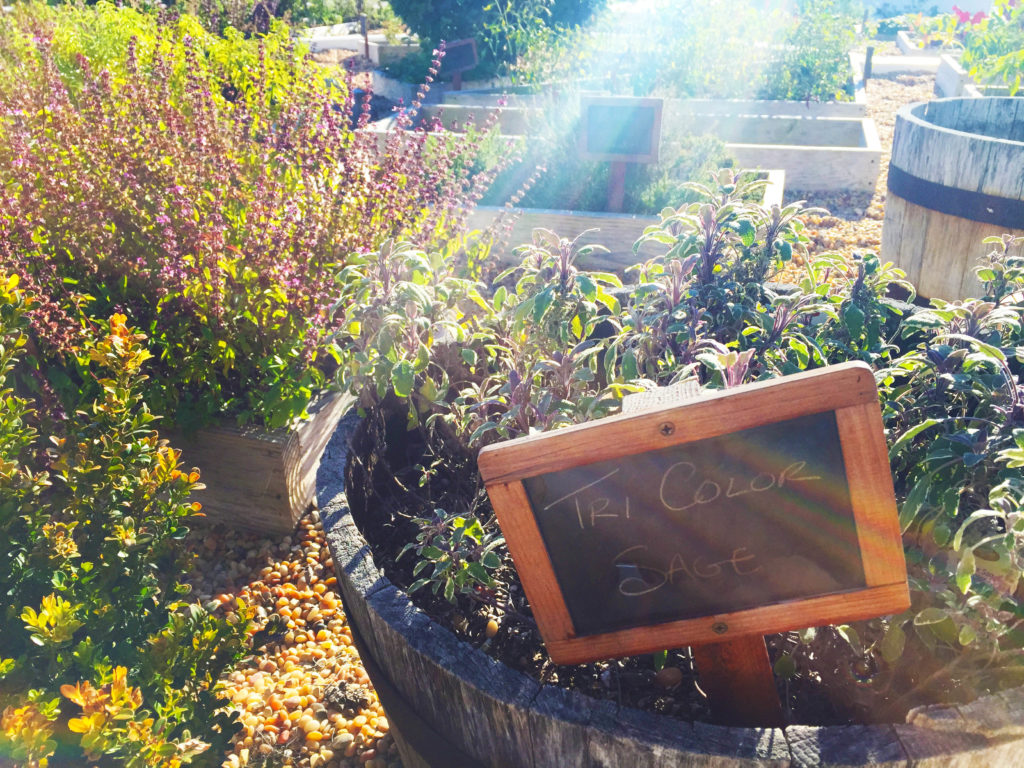 Hotel del Coronado's adorable herb garden