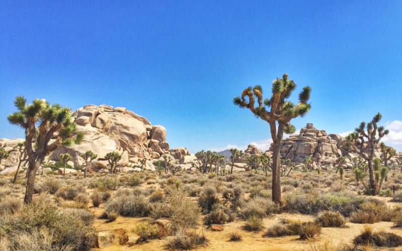 Lost Horse Mine Hike in Joshua Tree National Park