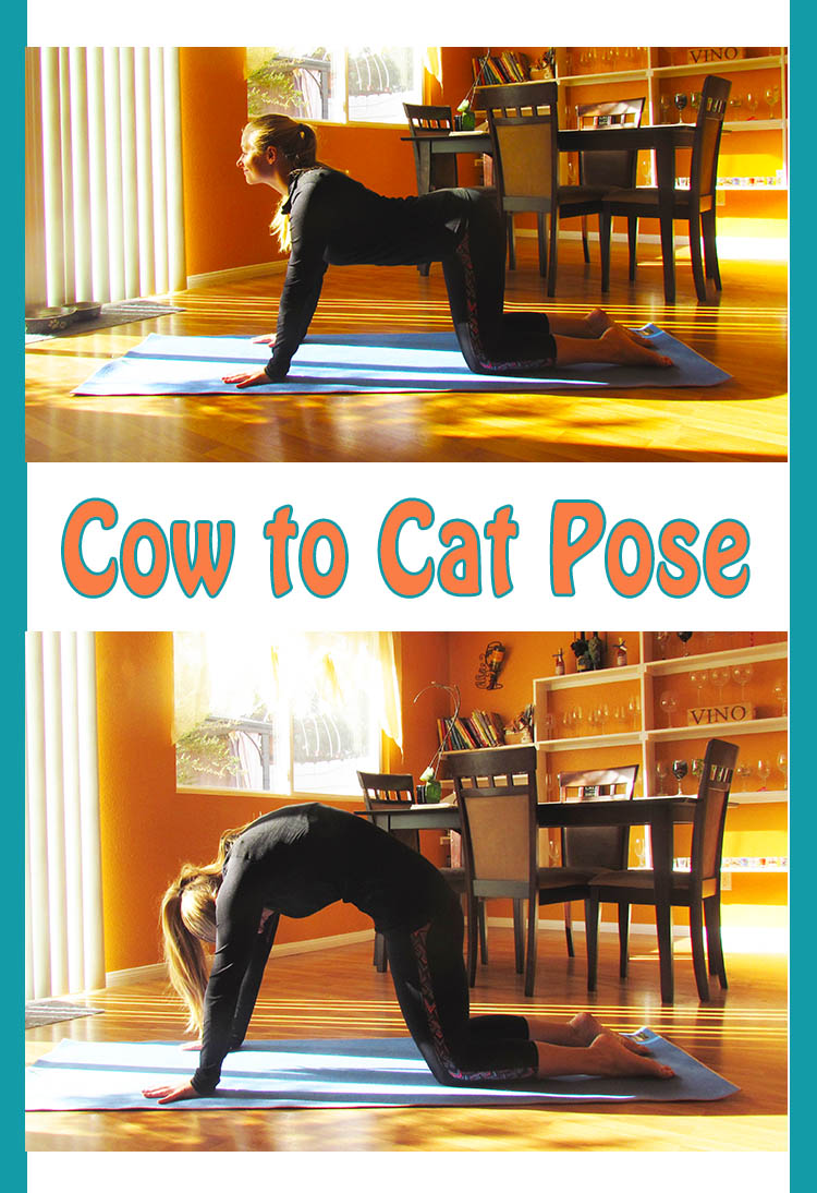 Cow to Cat pose