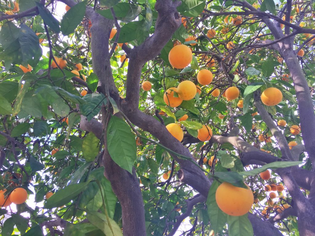 Orange tree-Jan 16