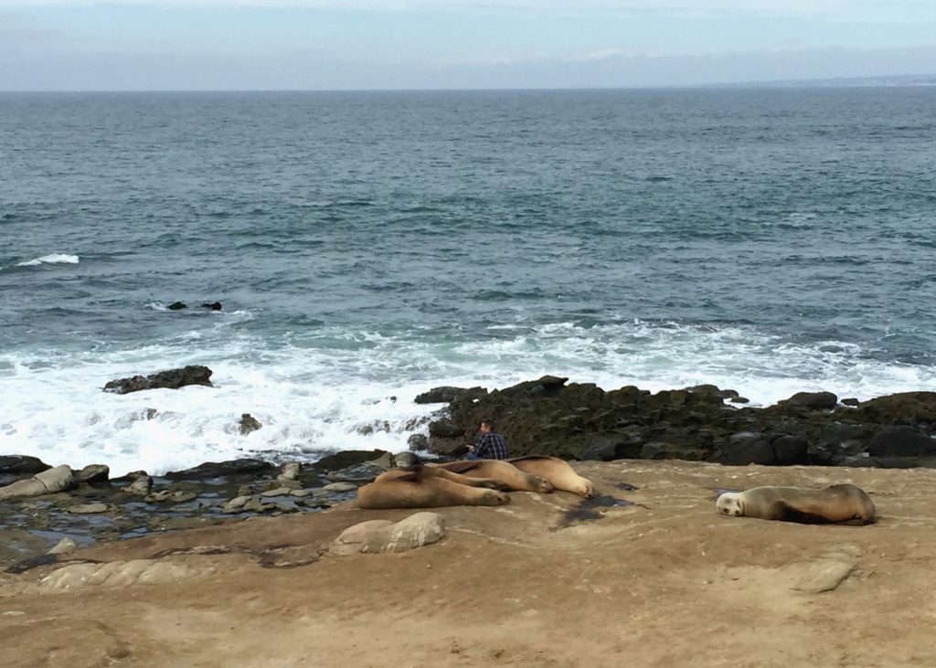 La Jolla seals