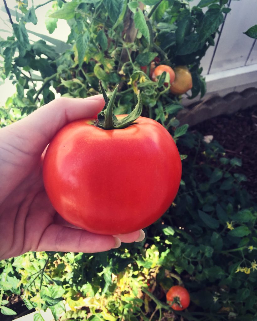 ripe tomato-feb 2016