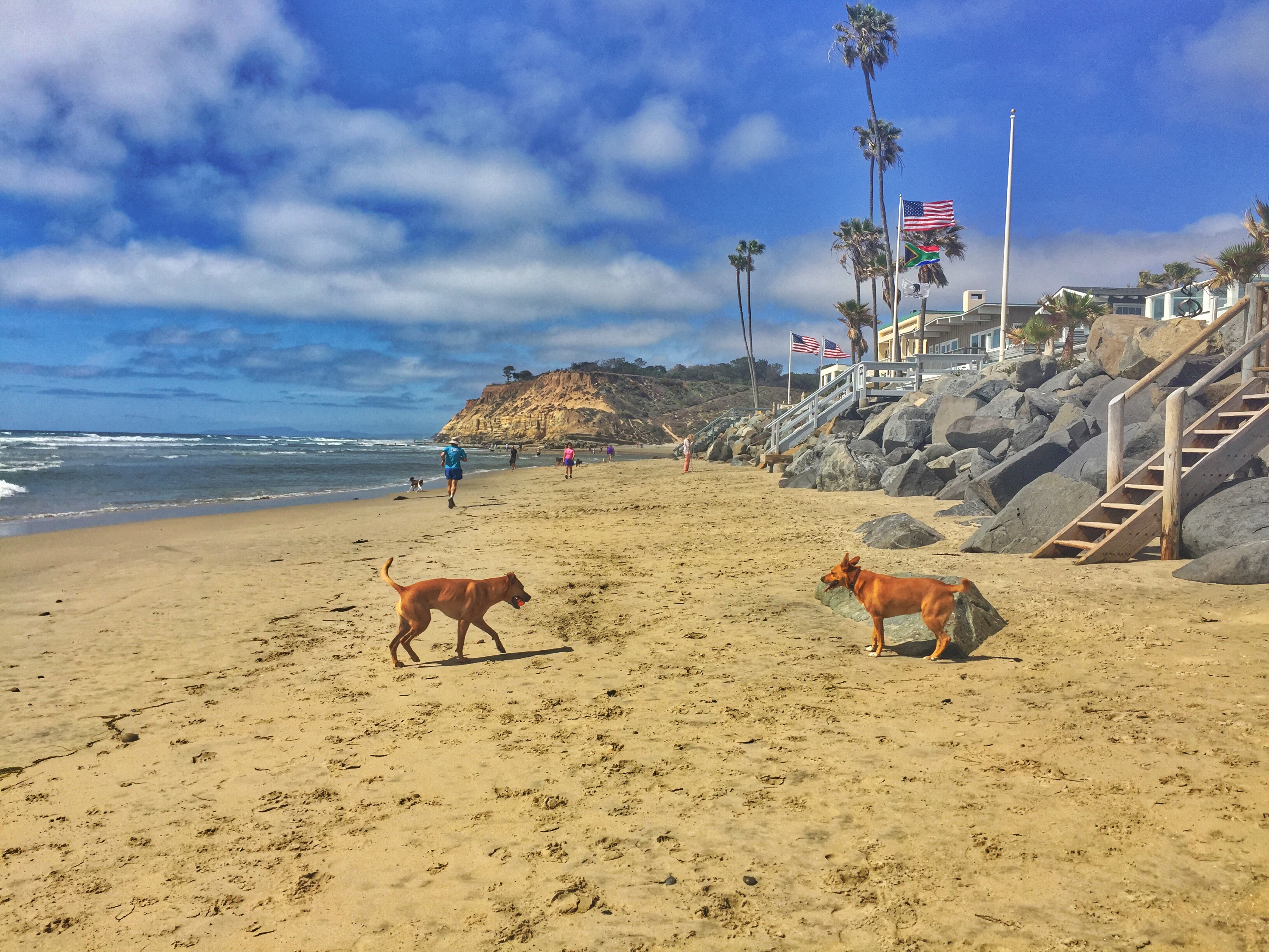 Del Mar Dog Beach-April '16