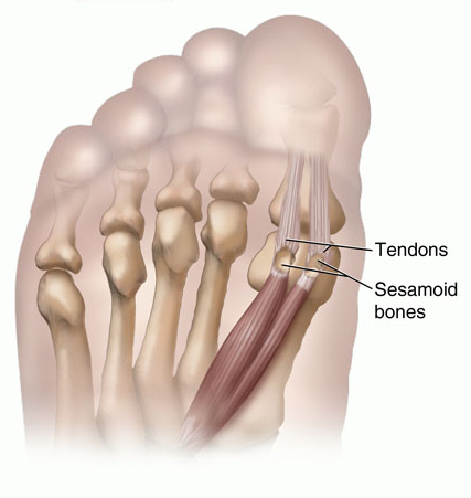 sesamoid bones