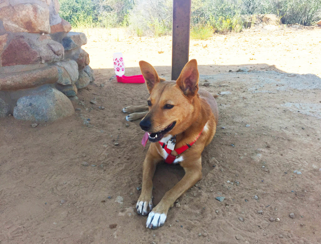 Hiking at Elfin Forest-June 2016