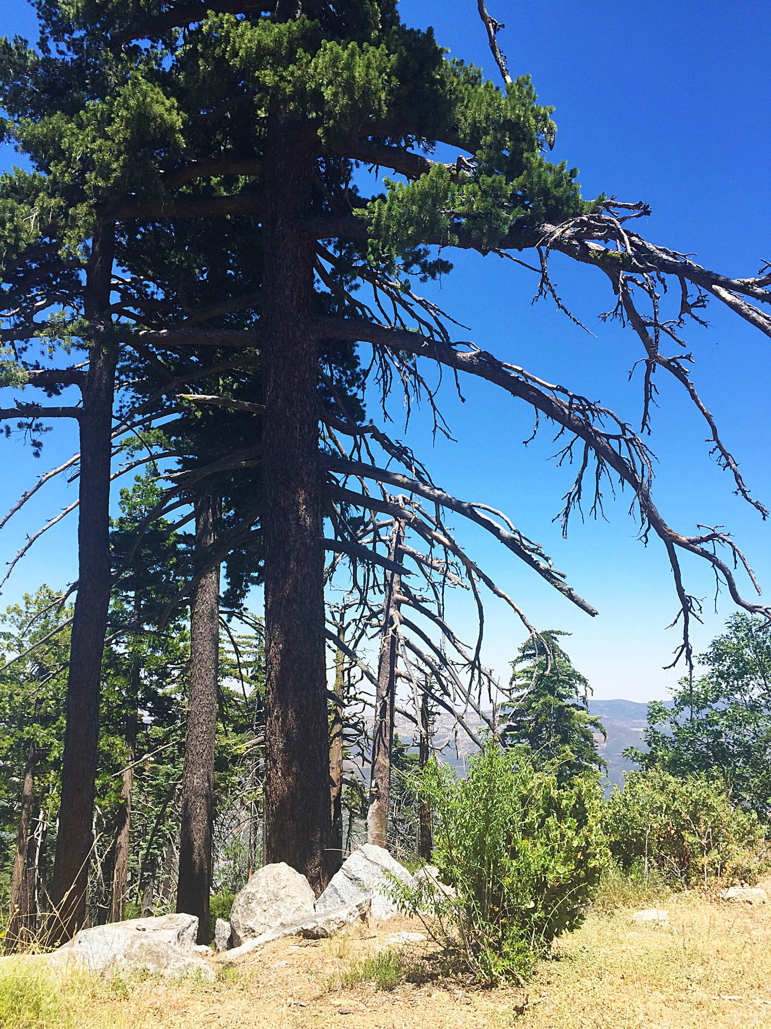 Cuyamaca Peak-13