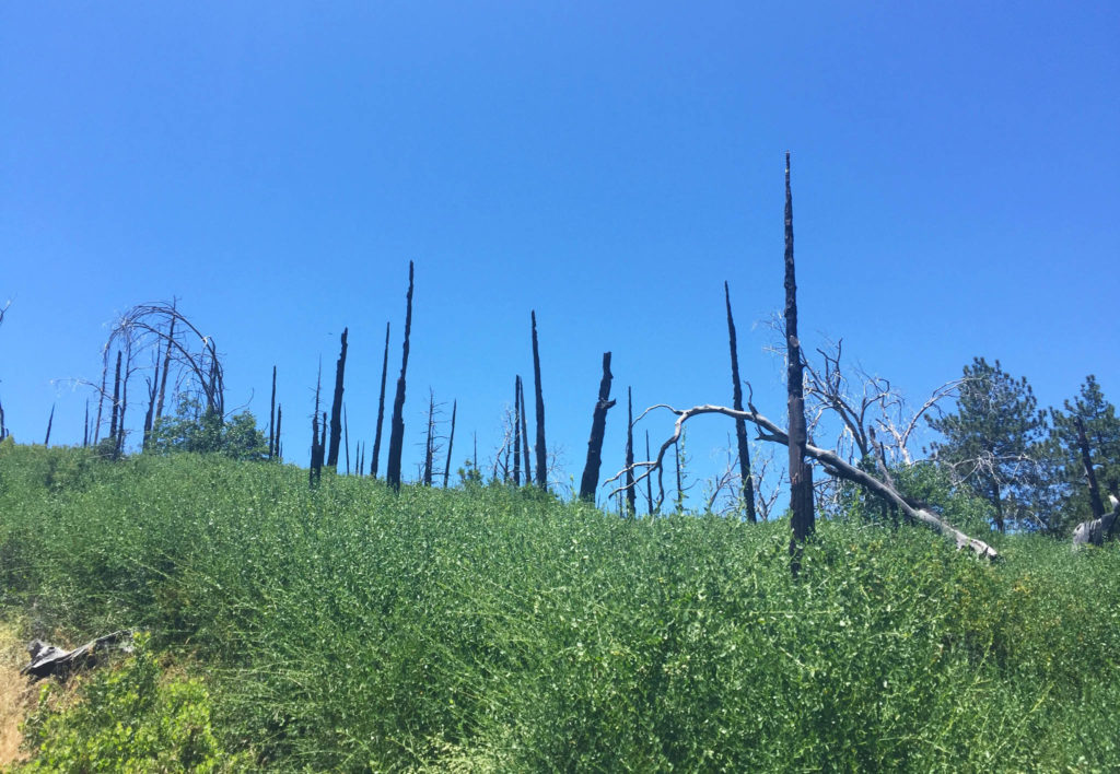 Cuyamaca Peak-3