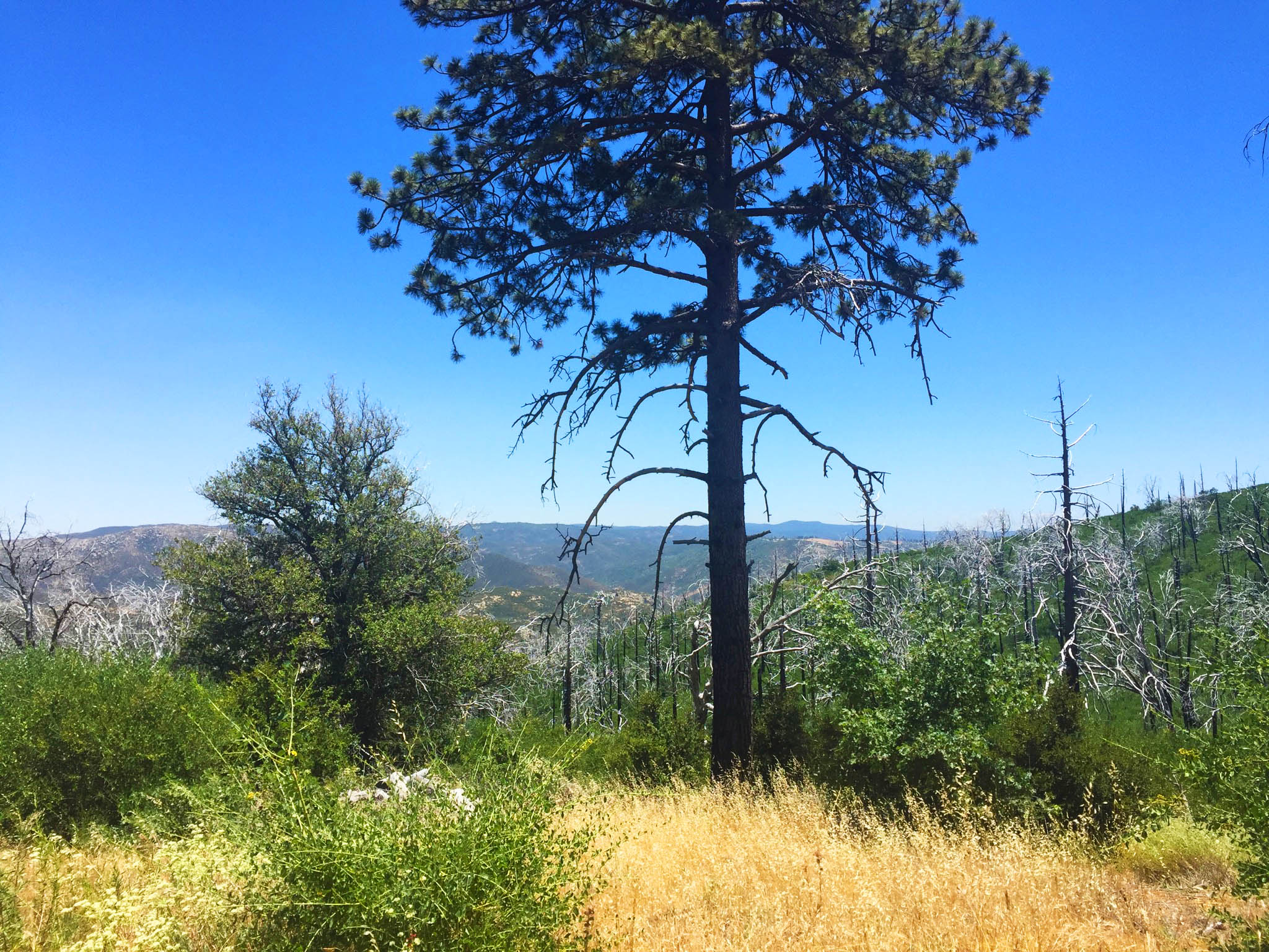 Cuyamaca Peak-4