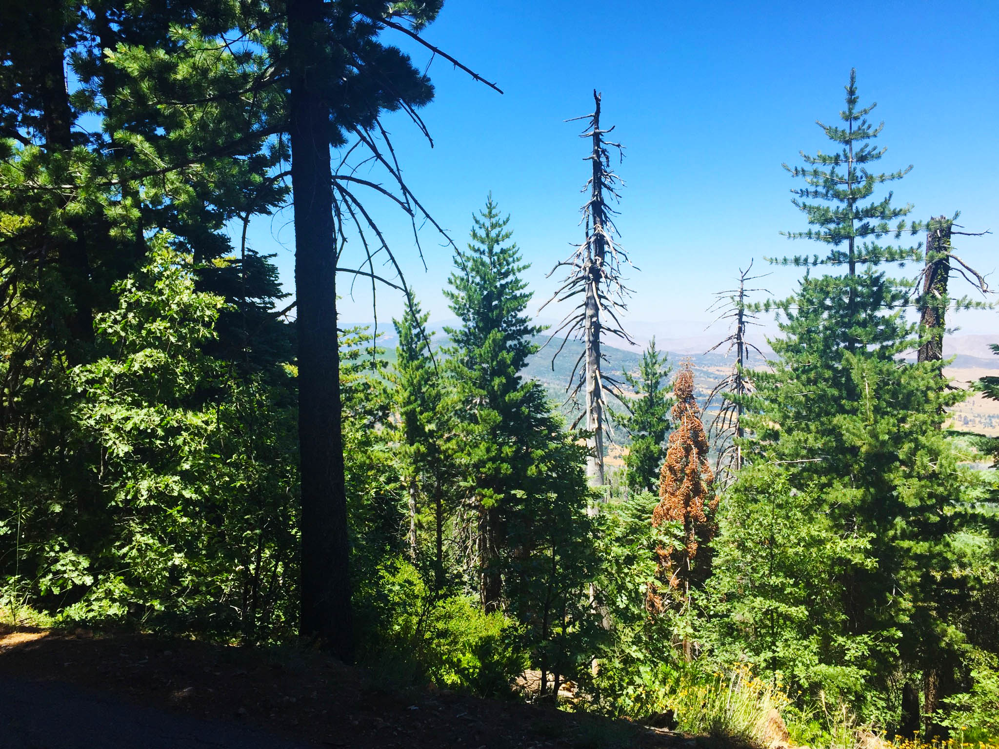 Cuyamaca Peak-9