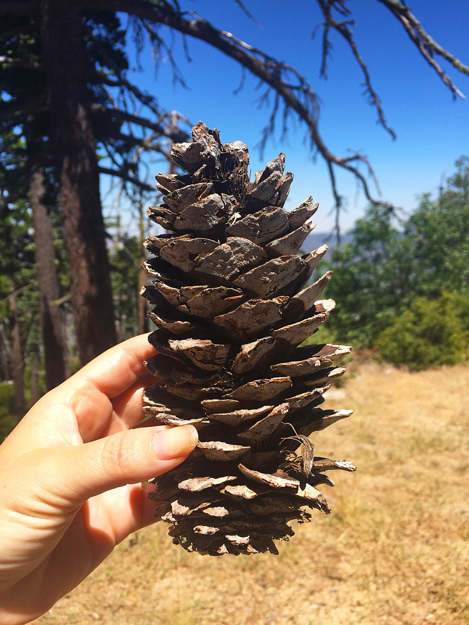 Cuyamaca Peak-pine cone