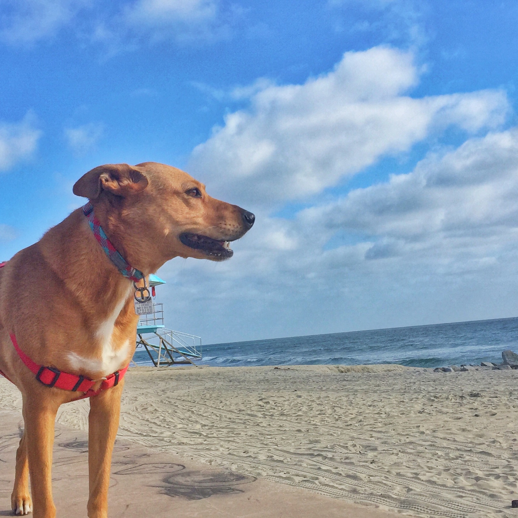 Harley beach walk-May 16