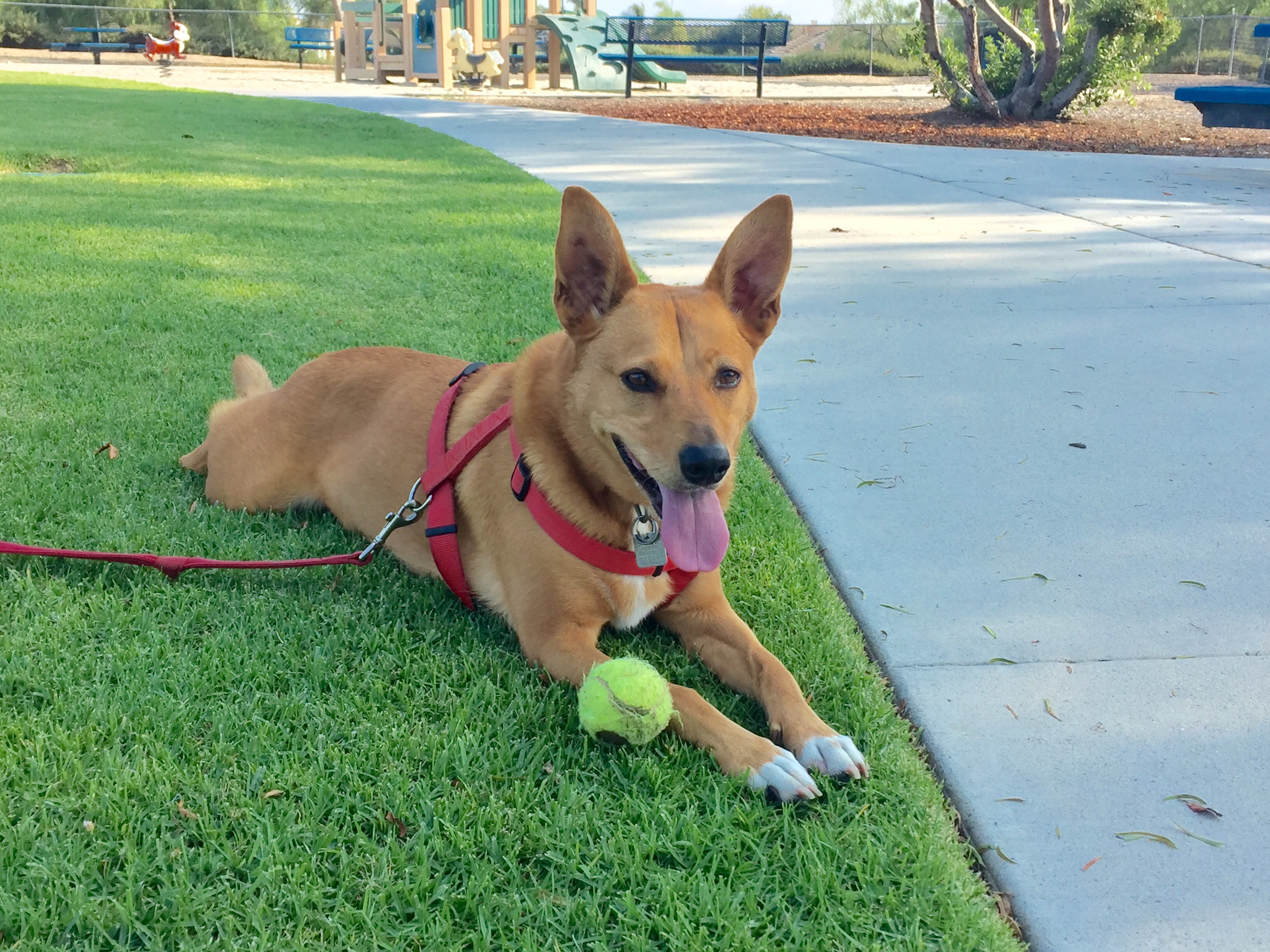 Harley playing at the park-summer 2016