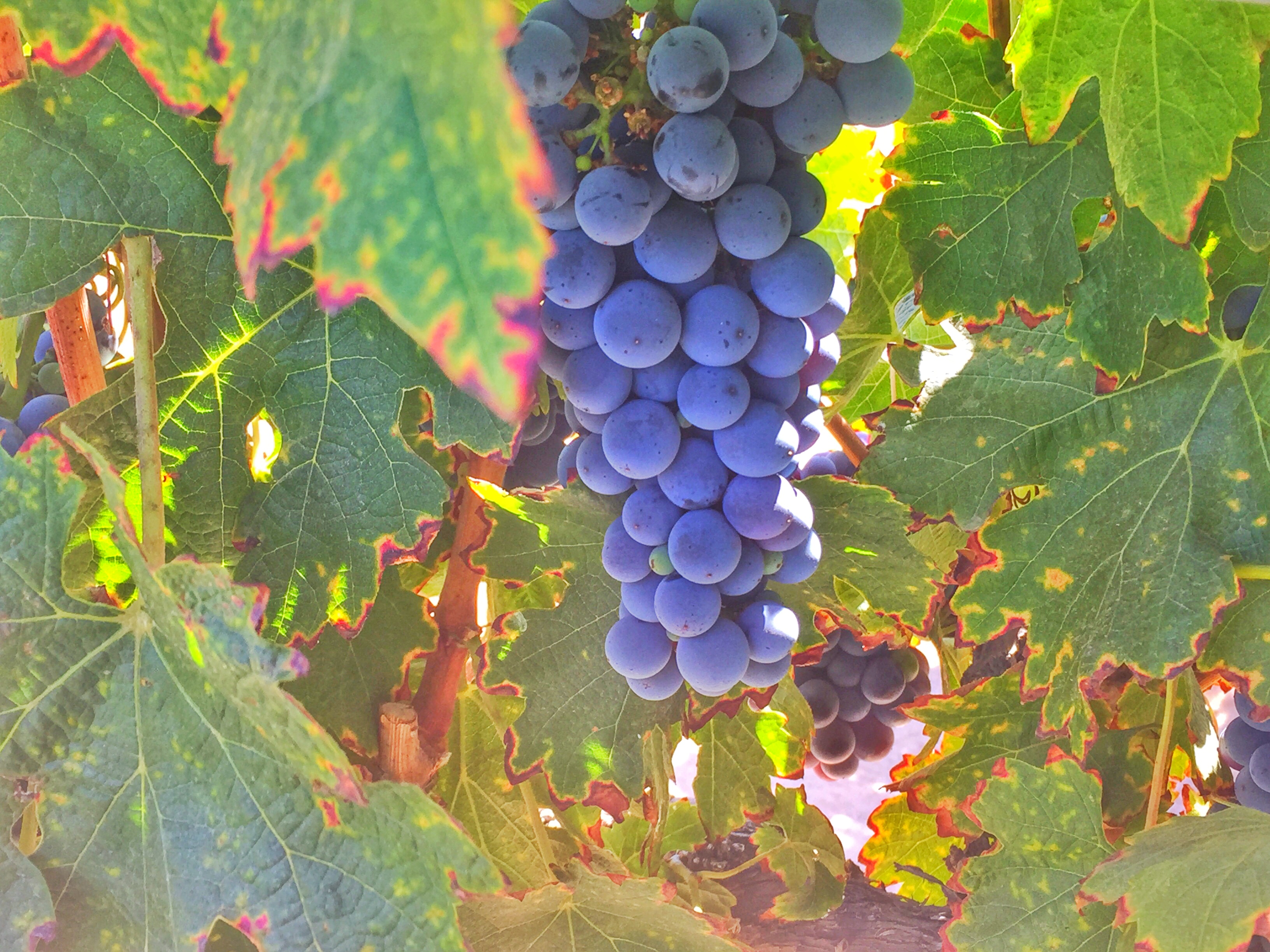 Leoness Cellars grapes-Aug 2016