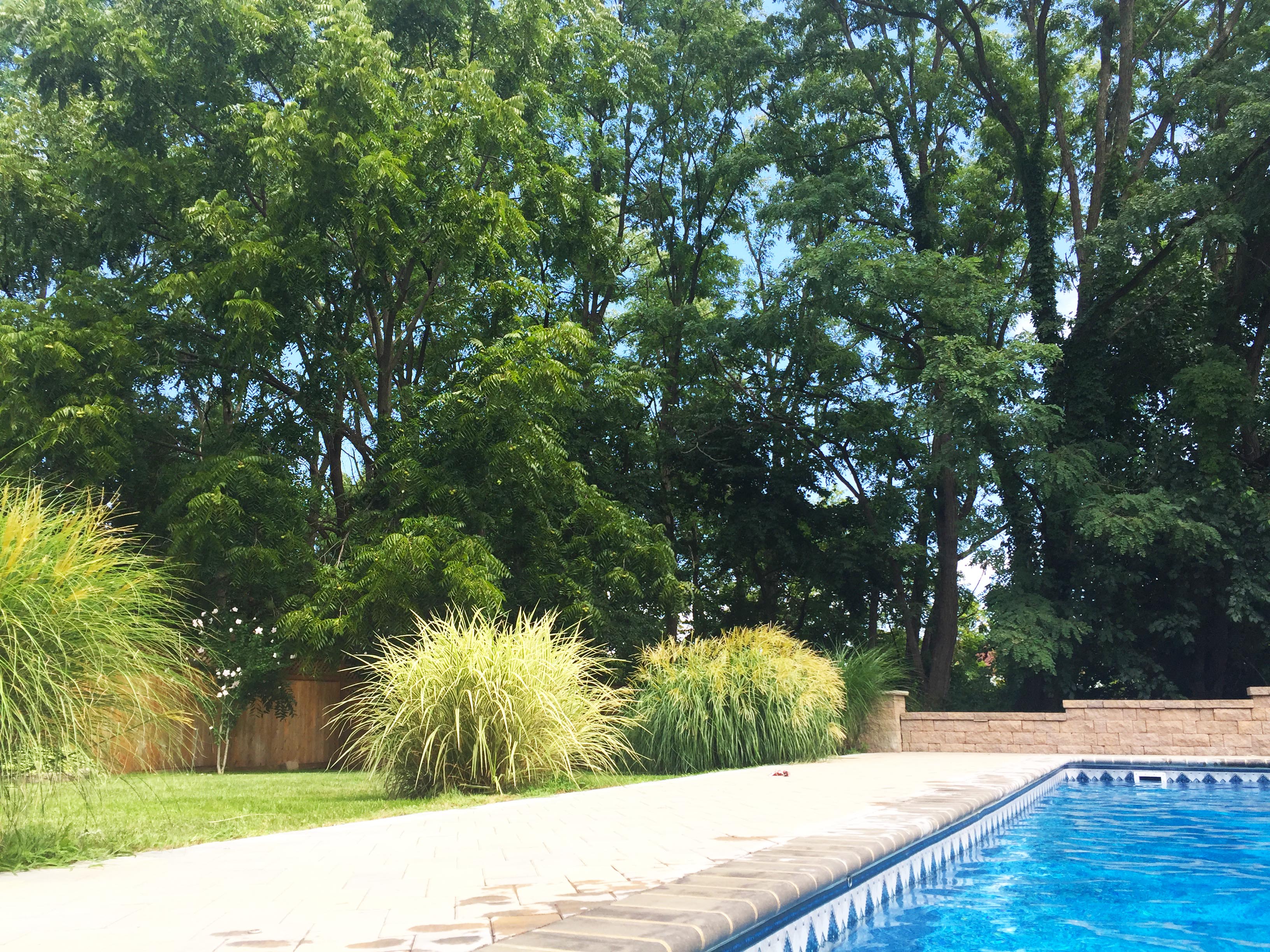 backyard greenery