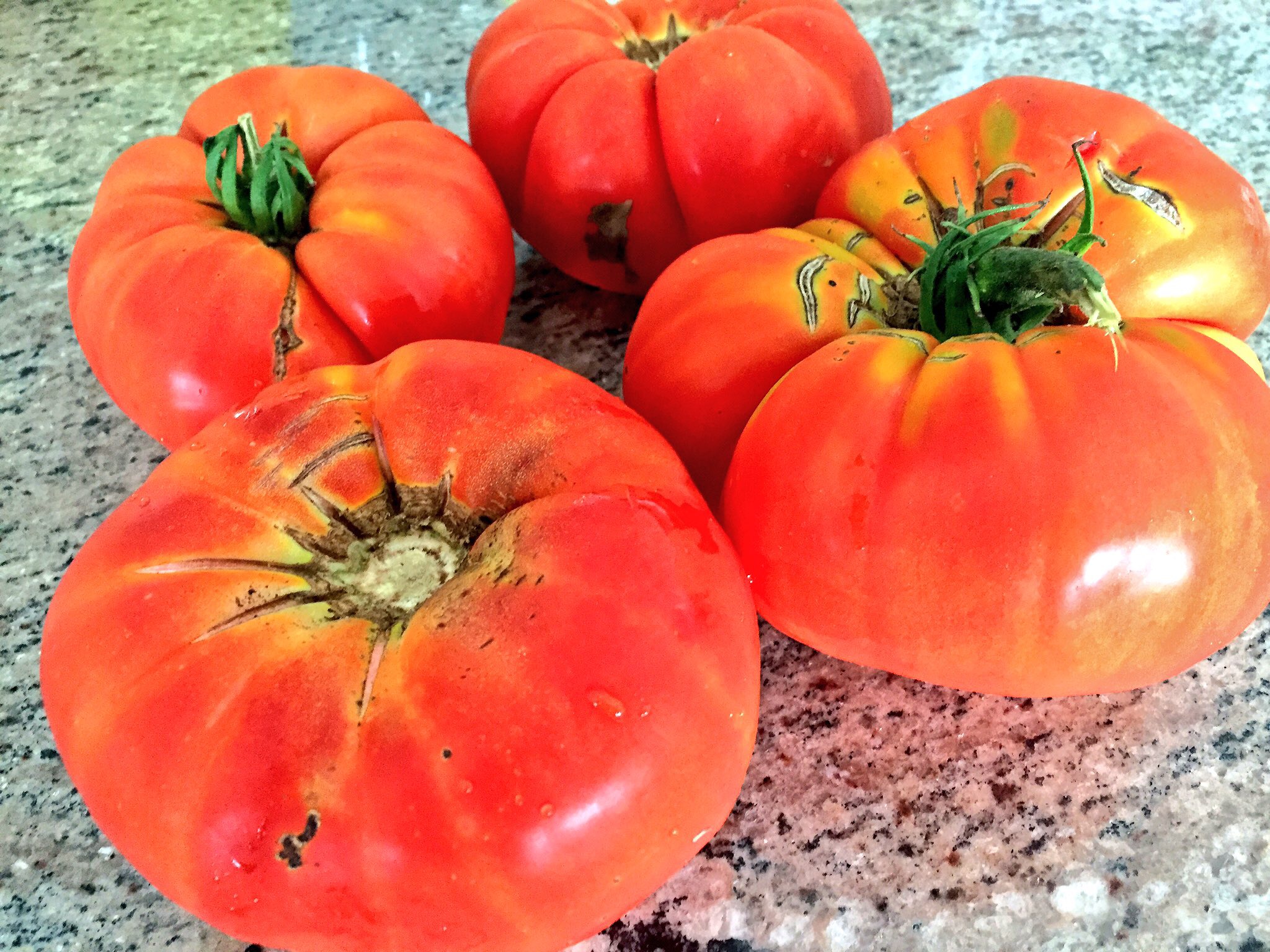 grandpa's tomatoes