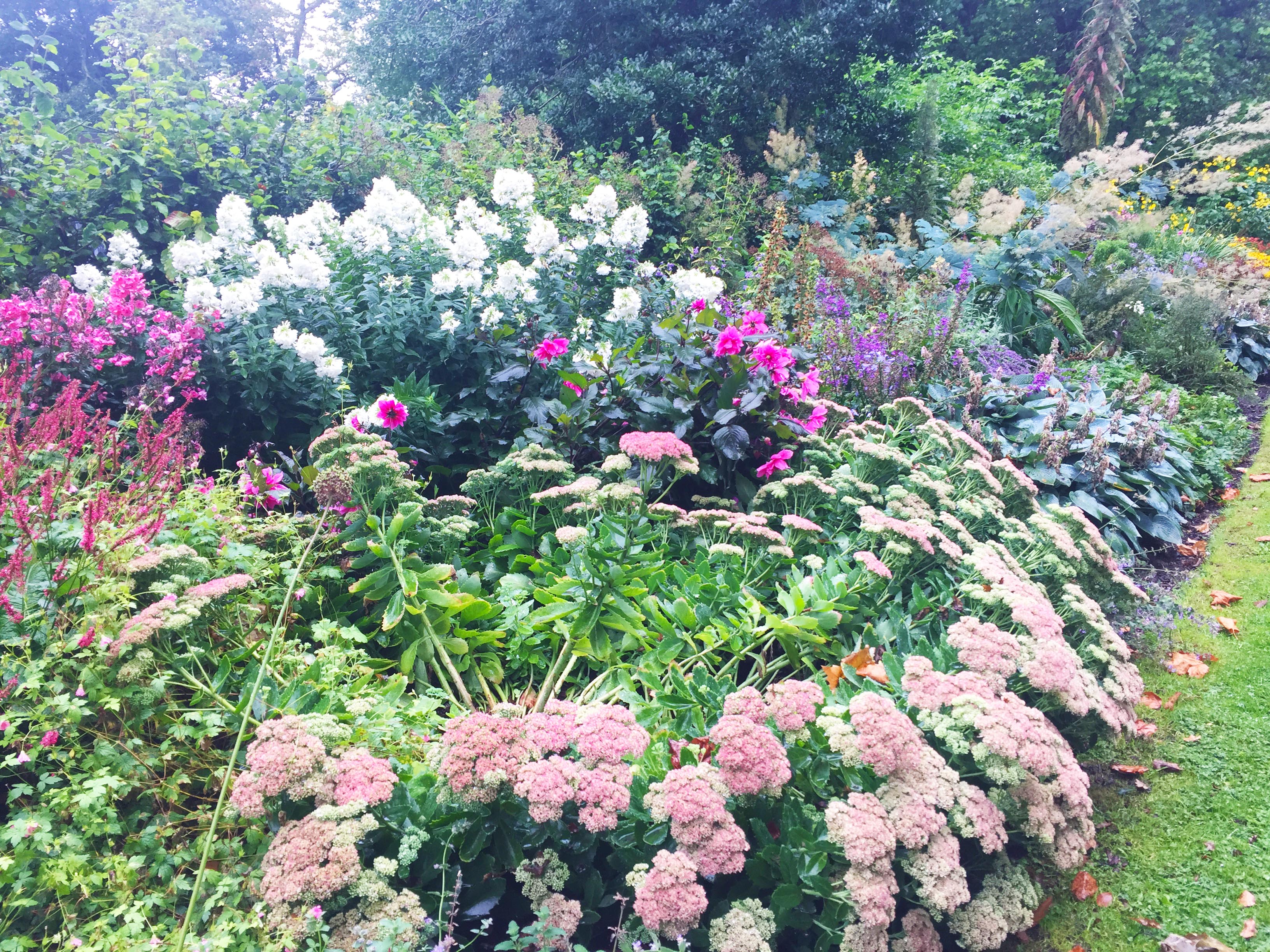 flowers-in-dublin