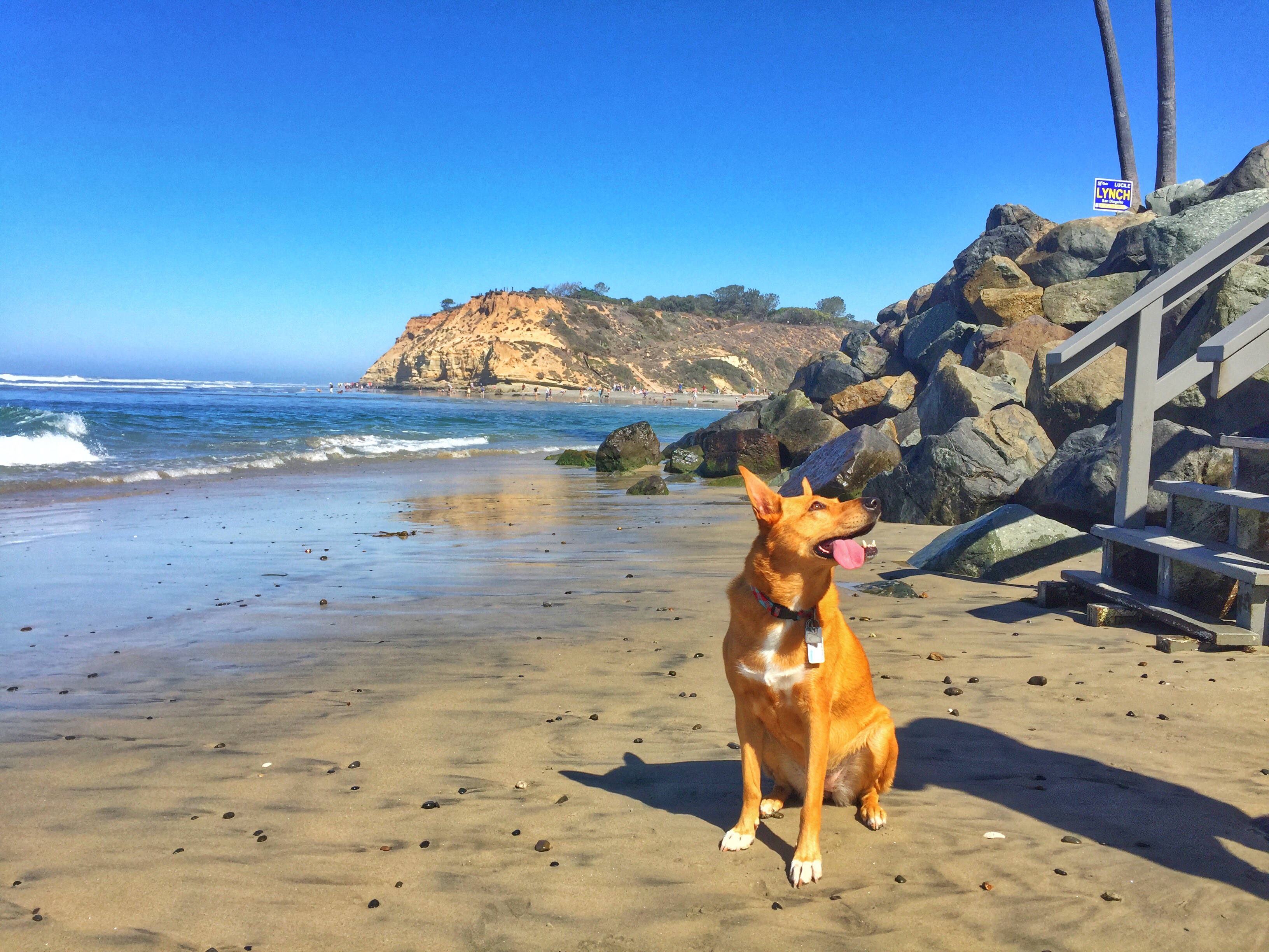 Harley enjoying the dog beach
