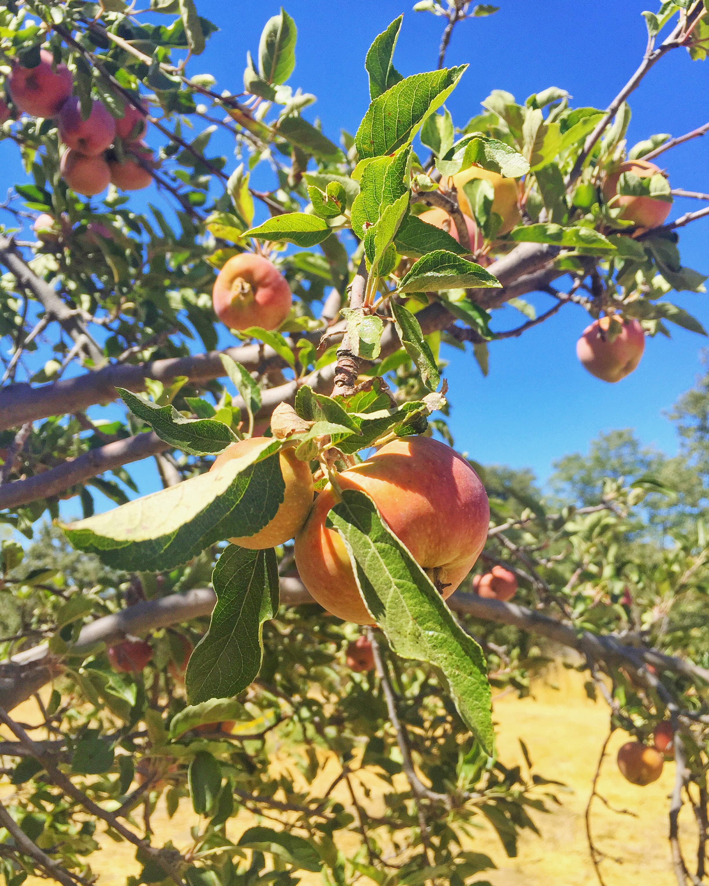 apple-picking-1