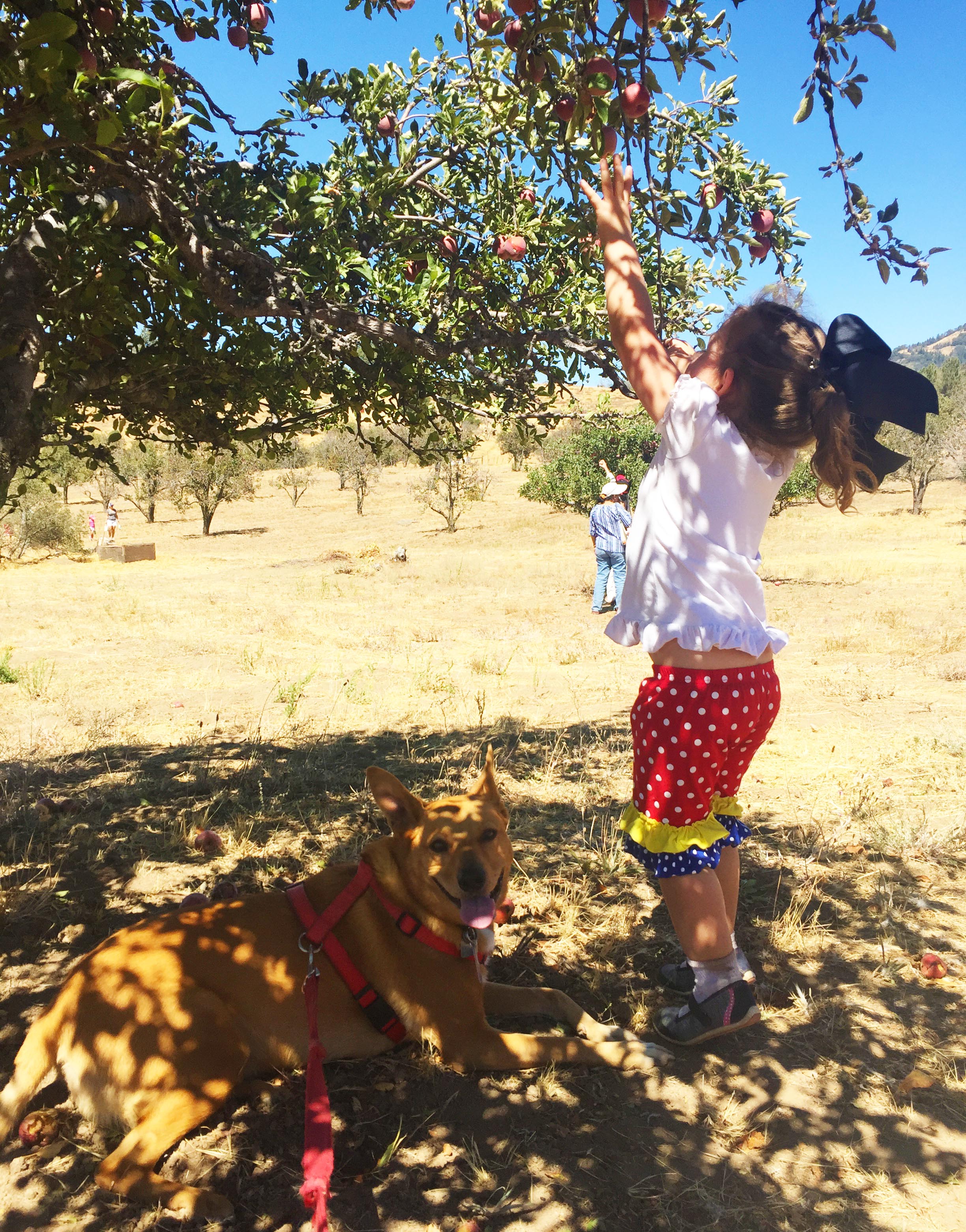 apple-picking-5