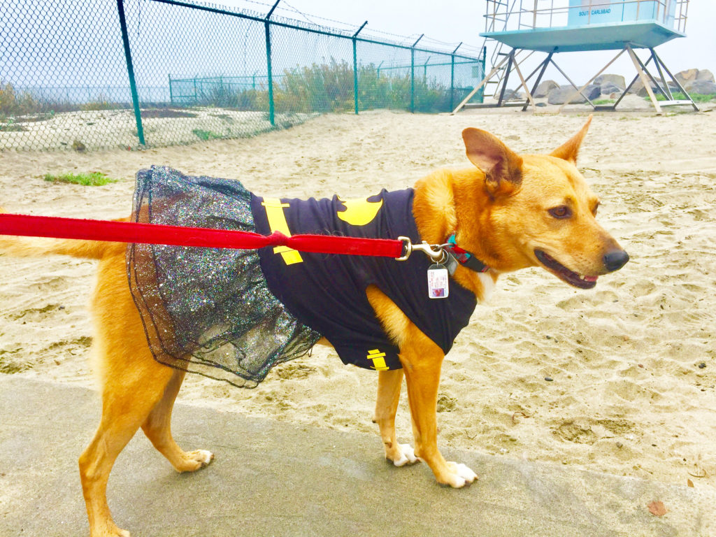 batpuppy-at-the-beach