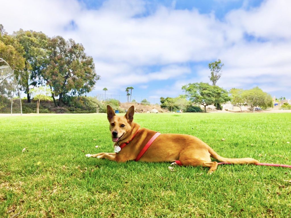 Carolina dog