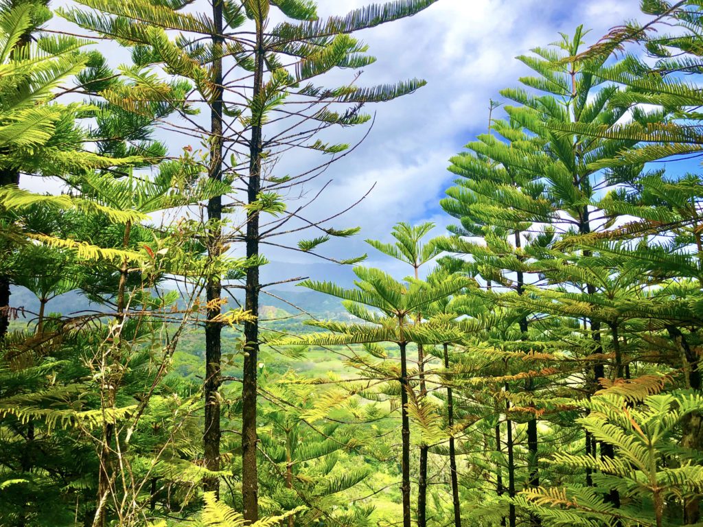 Greenery along Kauai's Okolehao hiking trail