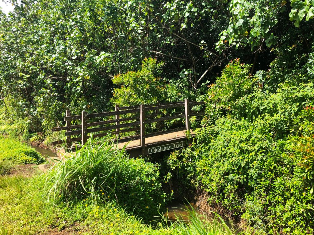 The trailhead to Okolehao Trail 