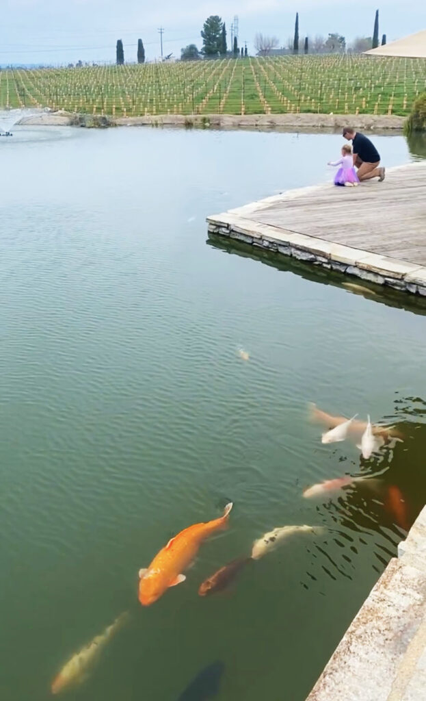 Bianchi Winery koi pond