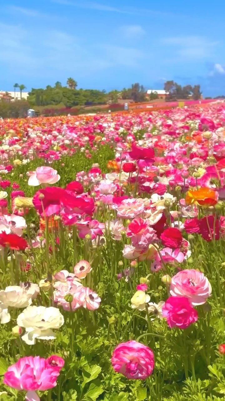 The Carlsbad Flower Fields are gorgeous right now! 😍

In addition to their beautiful 55 acres of ranunculus flowers, there’s lots to check out here, including gem mining, an orchid greenhouse, food options, blueberry picking, taking a tractor ride, getting lost in the maze & letting your little ones run around on the playground. 

#sandiego #springtime #carlsbad #hellospring #flowersofinstagram #flowerfields #exploremore #familyfun #socalspring