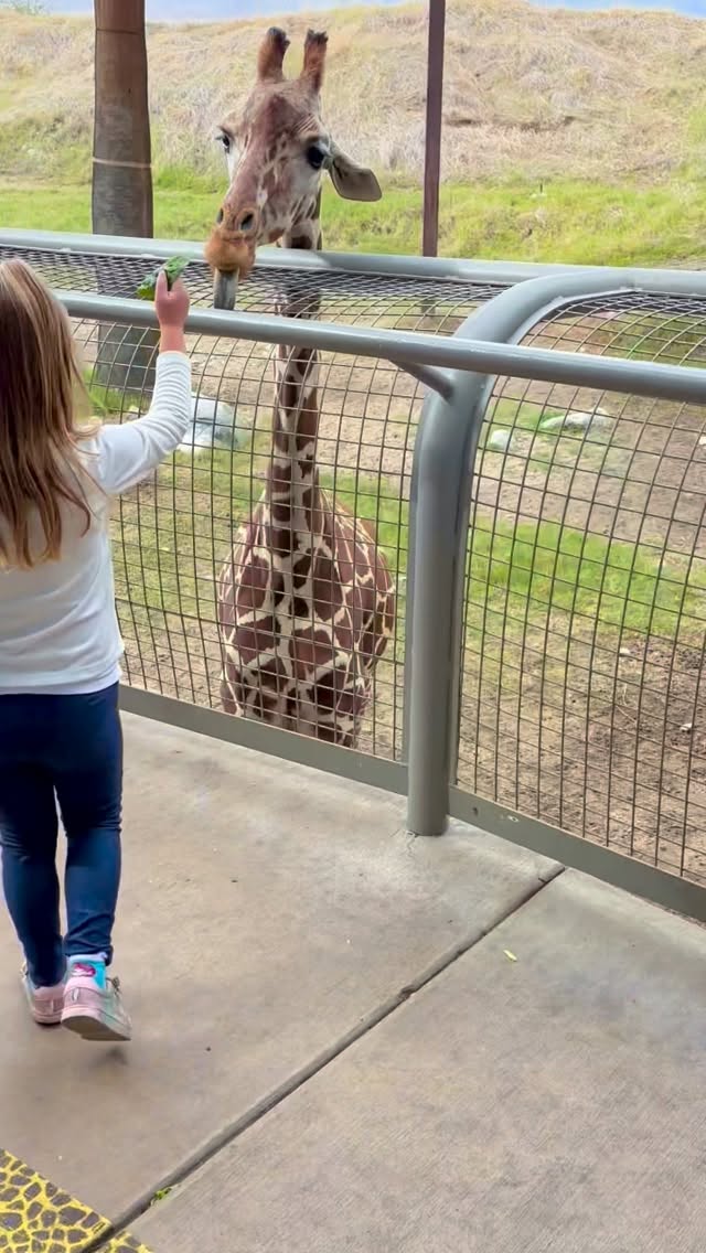 📍The Living Desert Zoo in Palm Springs is such a charming place to spend an afternoon! At this conservation-focused zoo, we loved all of their animatronic displays & children’s play + learning spaces — and a highlight of the day was definitely getting to feed the giraffes! 🦒

#palmsprings #animallovers #giraffes #kidswhoexplore #familytravel #roadtrip #californiatravel