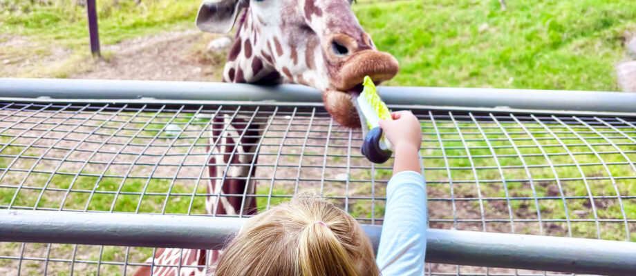 8 of My Favorite Things to Do with Kids in Palm Springs